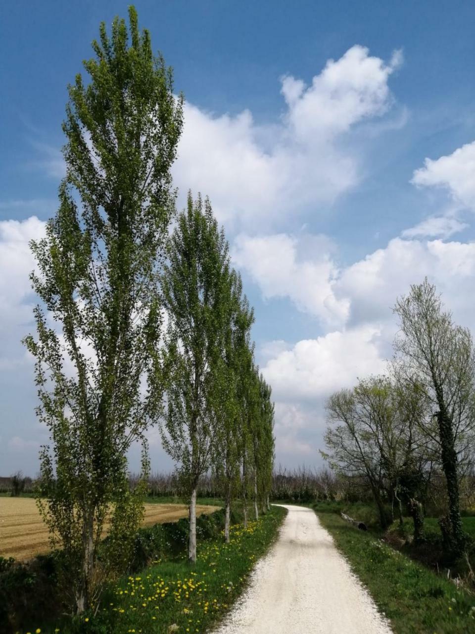 Agriturismo Colombera Quarto dʼAltino Kültér fotó